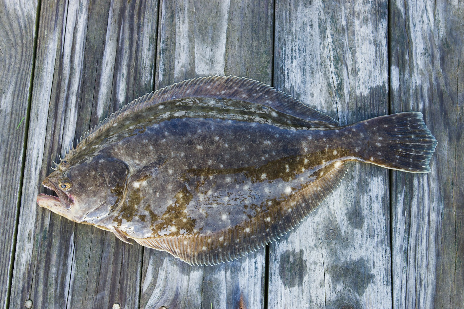 Flatfish laid out on weathered dock boards (placeholder photo)