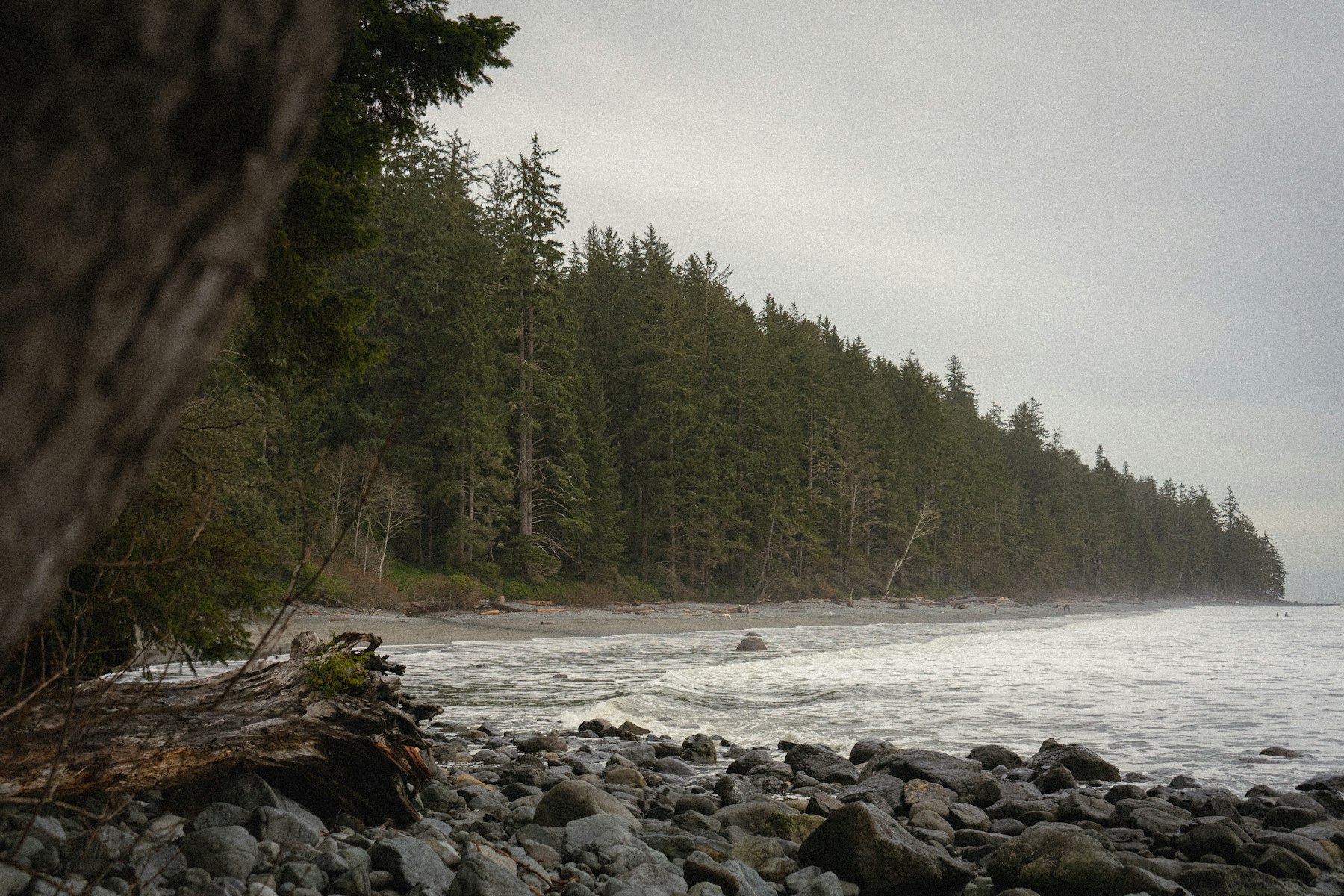 Rocky north-Pacific beach lined with conifers on a grey day (placeholder photo)